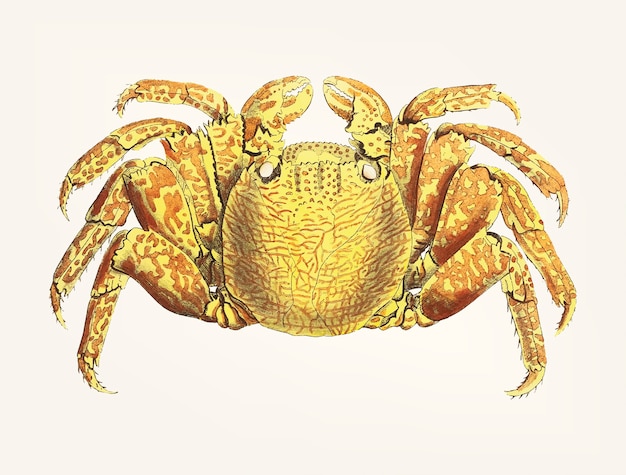 Hand drawn crab