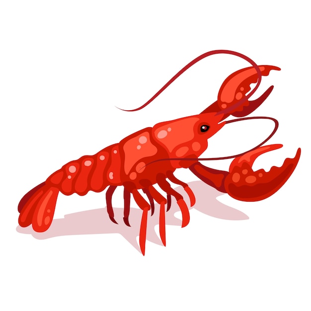 Hand drawn crawfish illustration