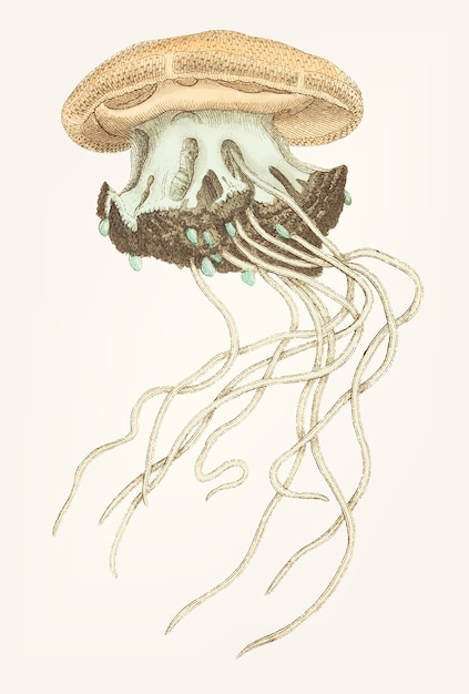 Free vector hand drawn of crown jellyfish