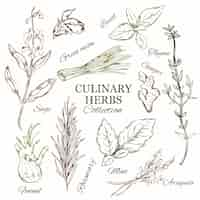 Free vector hand drawn culinary herbs set