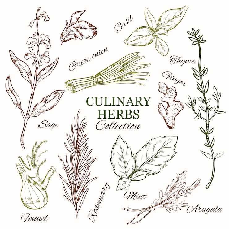 Free Vector hand drawn culinary herbs set