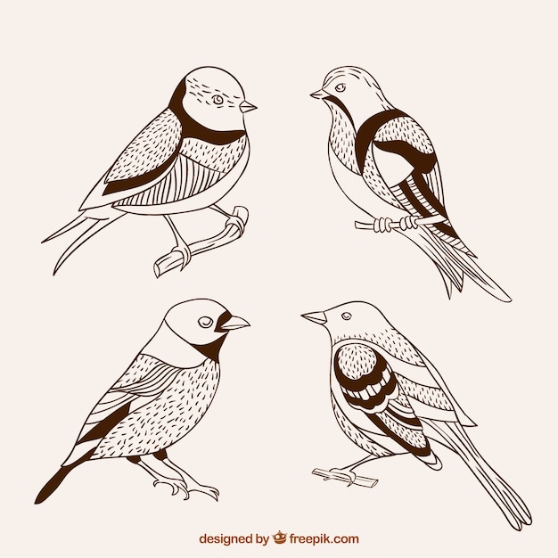 Hand drawn cute birds
