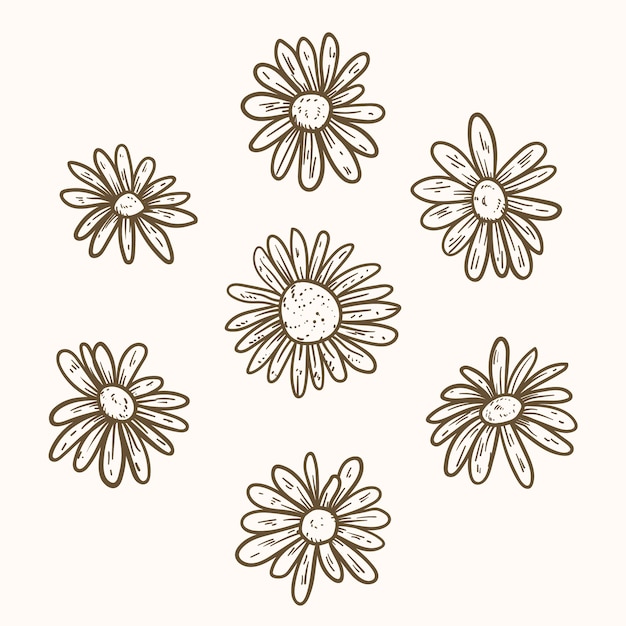 Hand drawn daisy outline illustration