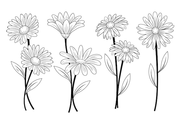 Hand drawn daisy outline illustration