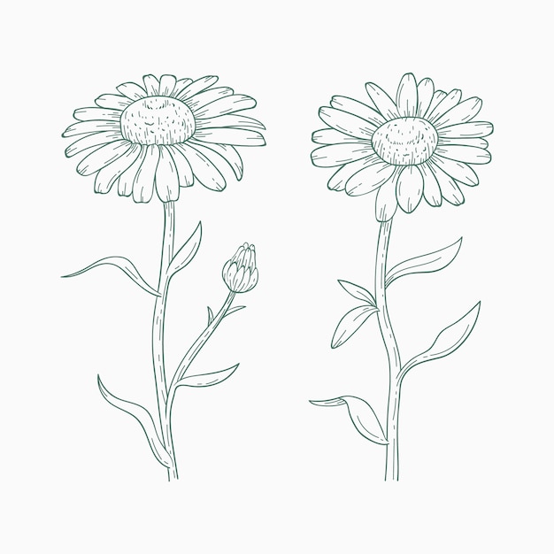 Free vector hand drawn daisy outline illustration