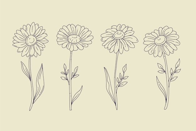 Hand drawn daisy outline illustration