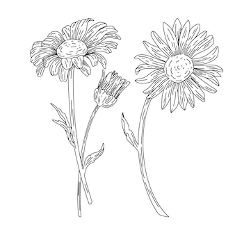 Page 16  Daisy Doodles Images - Free Download on Freepik