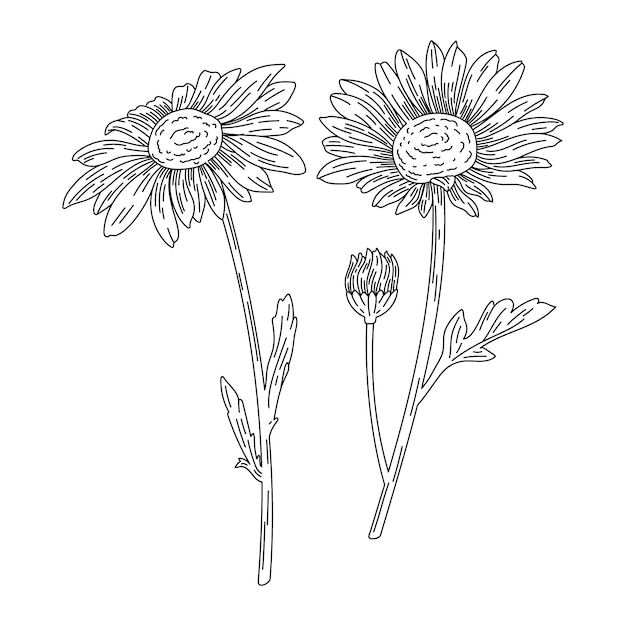 Free vector hand drawn daisy outline illustration