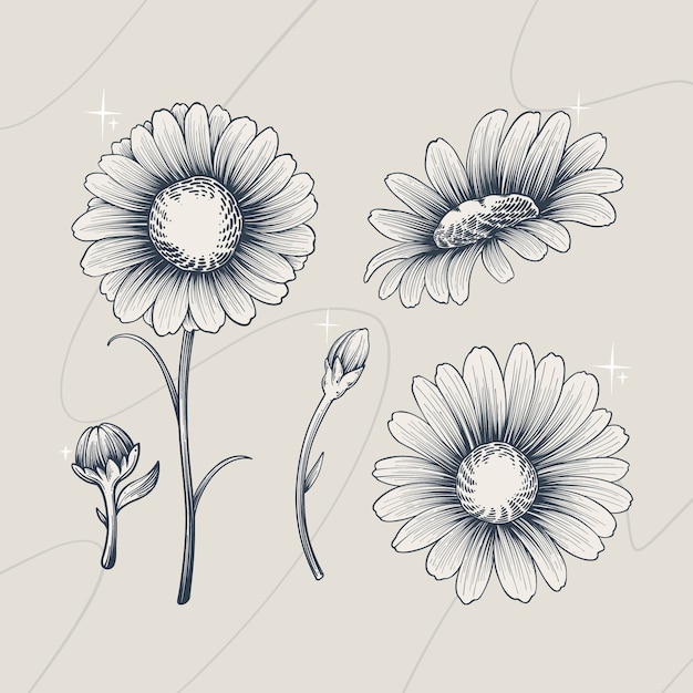 Free Vector hand drawn daisy outline illustration