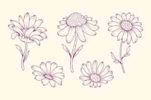 Free vector hand drawn daisy outline illustration