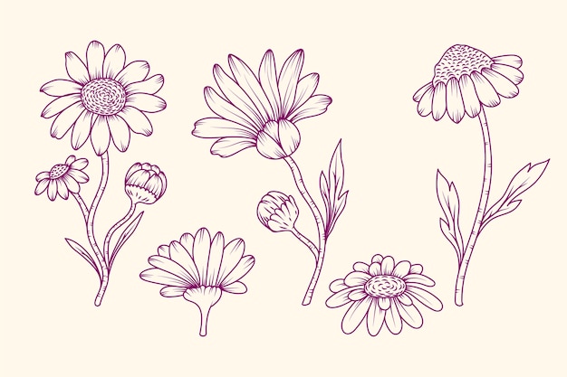 Hand drawn daisy outline illustration