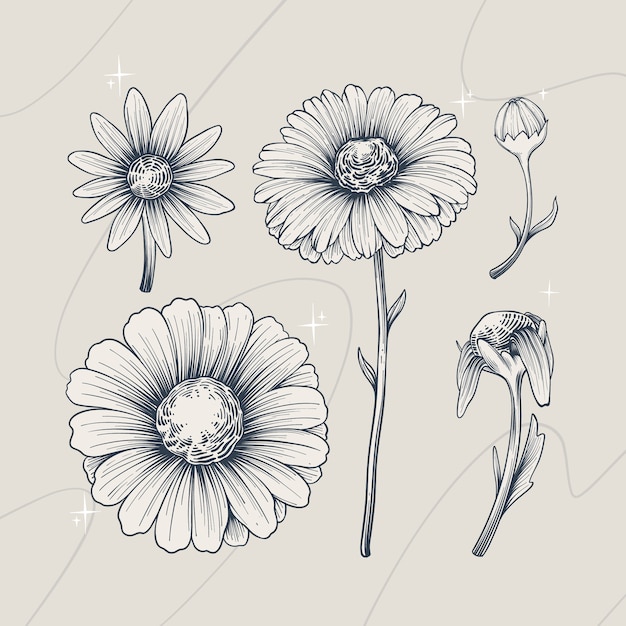 Hand drawn daisy outline illustration