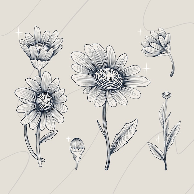 Hand drawn daisy outline illustration