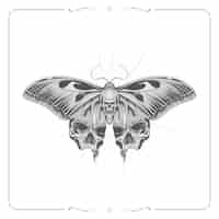 Free vector hand drawn death moth drawing illustration