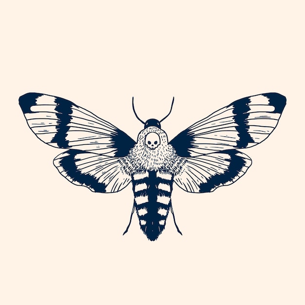 Free vector hand drawn death moth drawing illustration