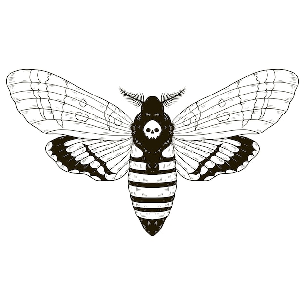 Free vector hand drawn death moth drawing illustration