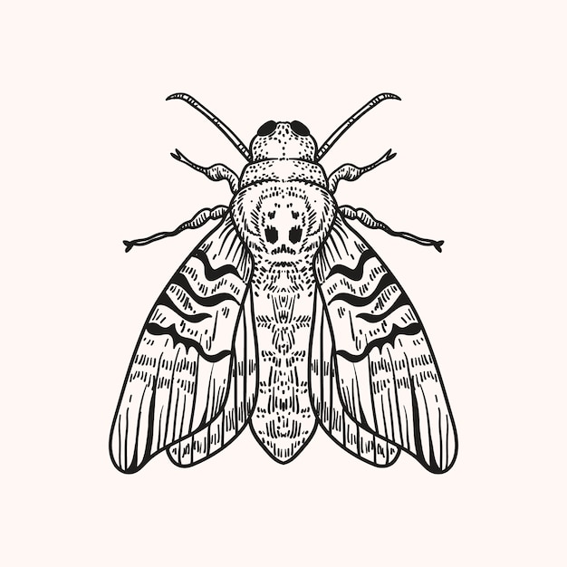 Free vector hand drawn death moth drawing illustration