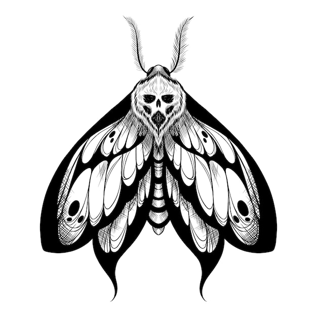 Hand drawn death moth drawing illustration