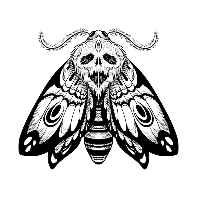 Hand drawn death moth drawing illustration