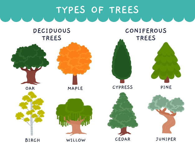 Free vector hand drawn deciduous and coniferous trees