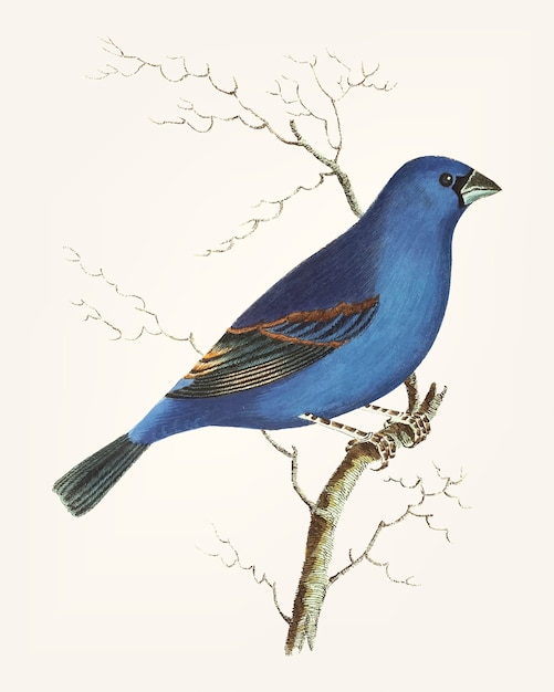 Hand drawn of deep blue grosbeak