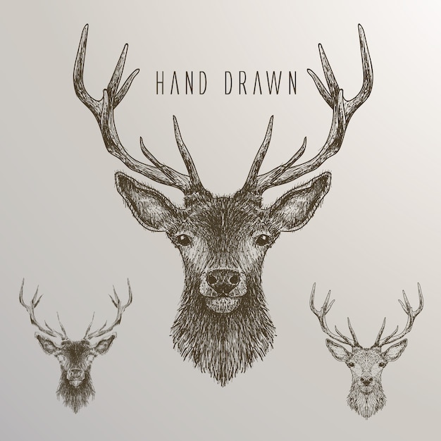 Hand drawn deer collection