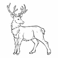 Free vector hand drawn deer outline illustration