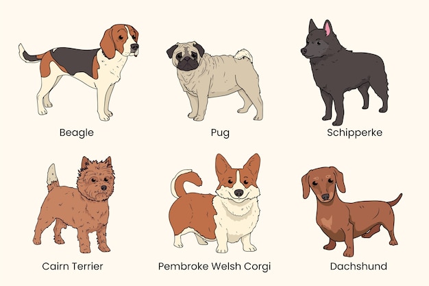 Collezione di diverse razze di cani disegnata a mano