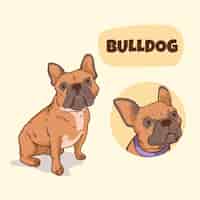 無料ベクター 手描きの犬の品種の図