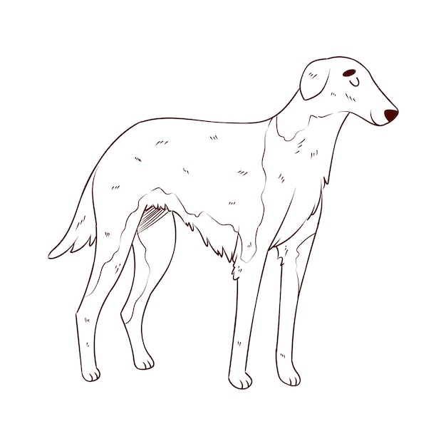 手描き犬の概要図