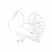 Free vector hand drawn dove outline illustration