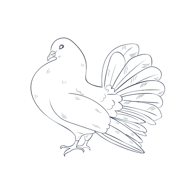 Hand drawn dove outline illustration