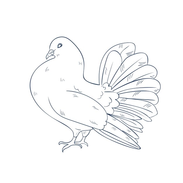 Hand drawn dove outline illustration
