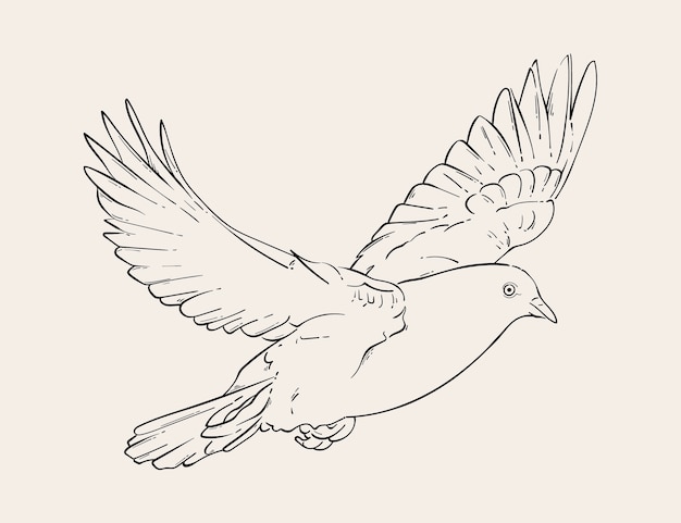 Peace Dove (Line Art Drawing, Charcoal on Paper) by Leni Kae