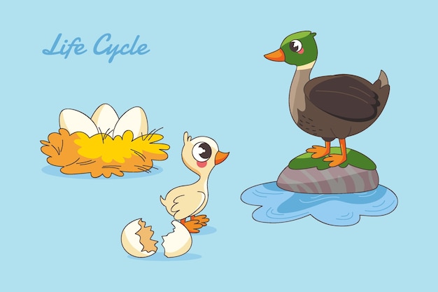 Hand drawn duck life cycle