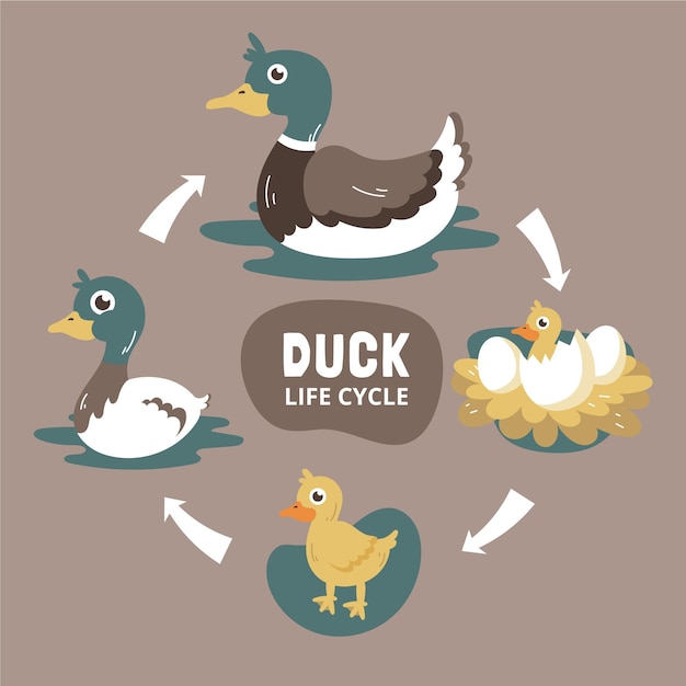 Hand drawn duck life cycle