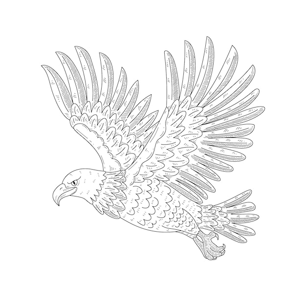 Free vector hand drawn eagle  flying drawing illustration