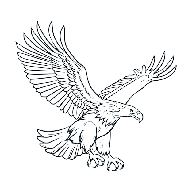 Hand drawn eagle  flying drawing illustration