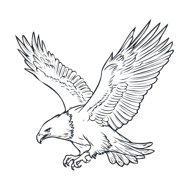 Hand drawn eagle  flying drawing illustration