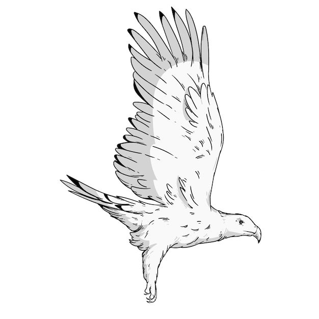 Hand drawn eagle  flying drawing illustration