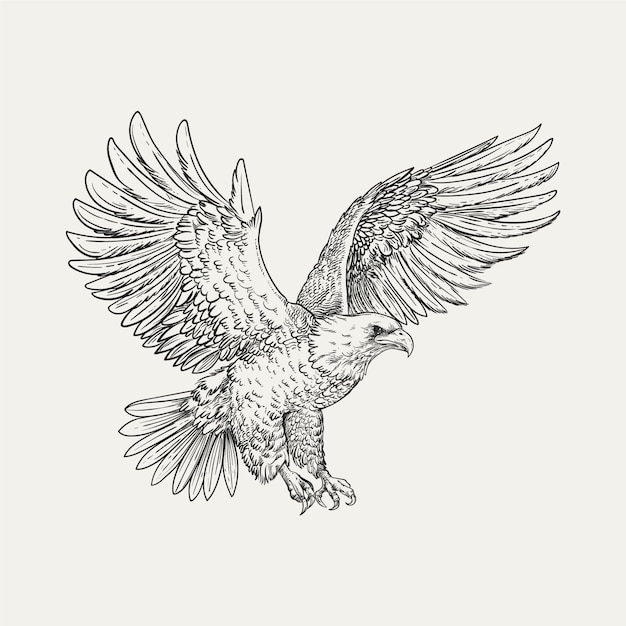 Hand drawn eagle flying drawing illustration