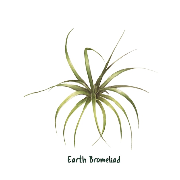 Hand drawn earth bromelioma puya berteroana