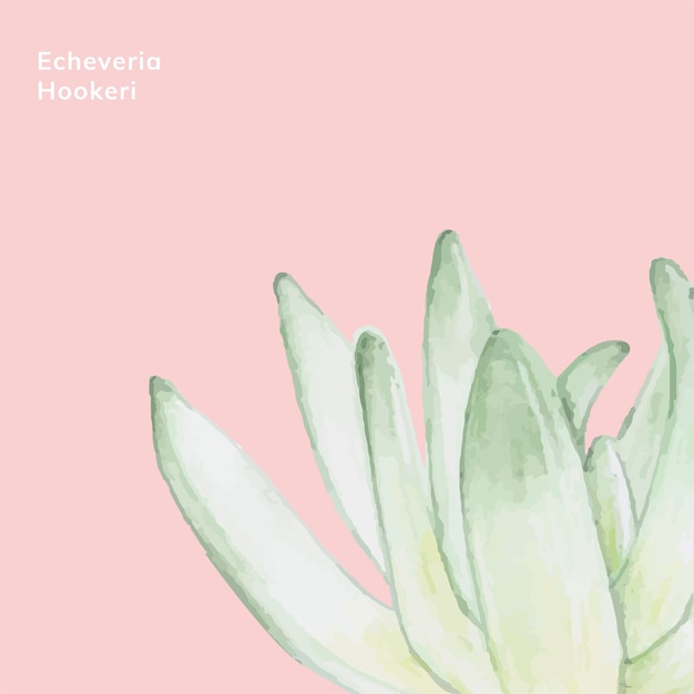 Hand drawn echeveria hookeri succulent