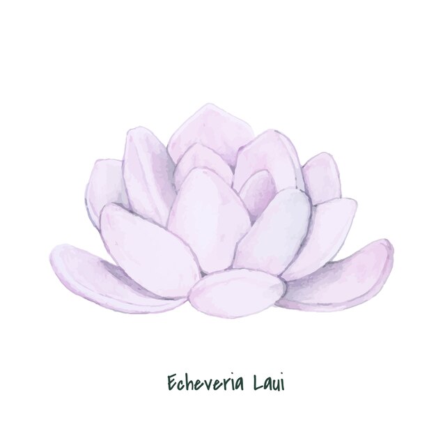 Hand drawn echeveria laui succulent