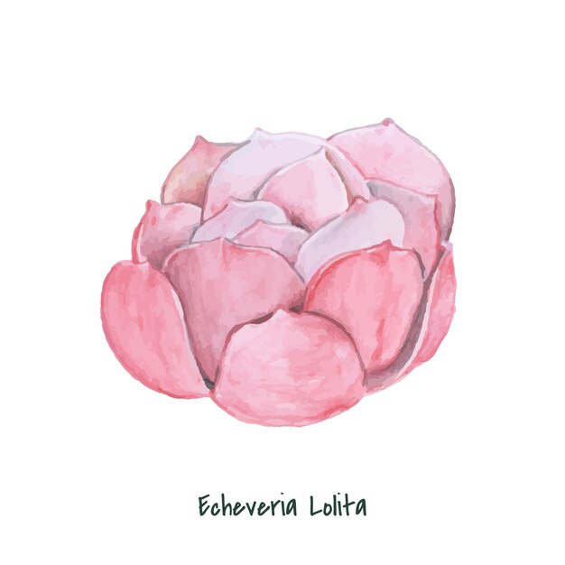 Hand drawn echeveria lolita succulent