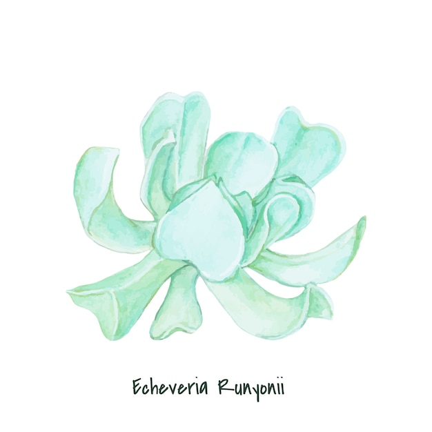 Hand drawn echeveria runyonii succulent