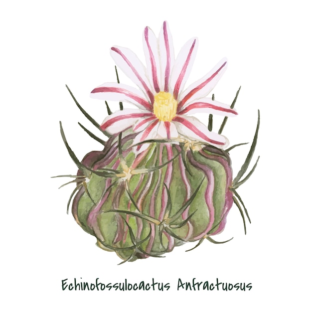 무료 벡터 손으로 그린 echinocactus anfractuosus 선인장