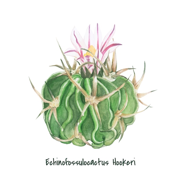 손으로 그린 echinofossulocactus hookeri 선인장