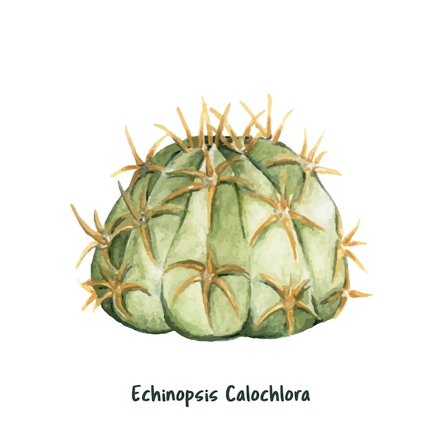 手描きのechinopsis calochlora cactus