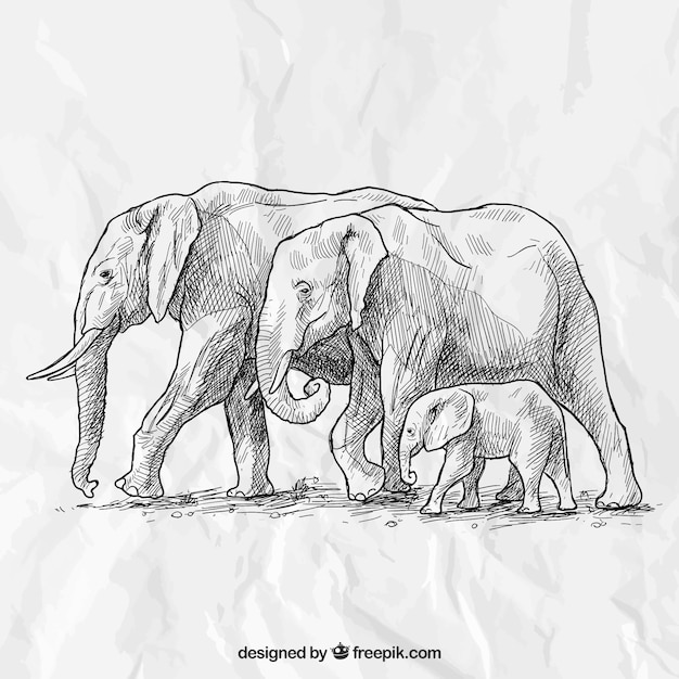 Vettore gratuito mano famiglia elefante disegnato